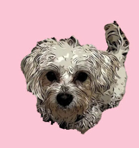 Kleiner weißer Hund im Comic‑Stil vor rosa Hintergrund, schaut direkt in die Kamera.